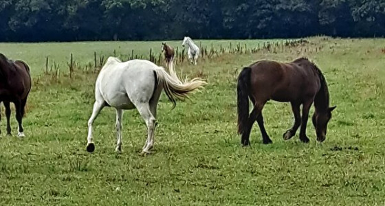 Paardenrusthuis van der Kruis