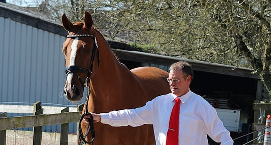 Gelderse paarden deel 10 !!!