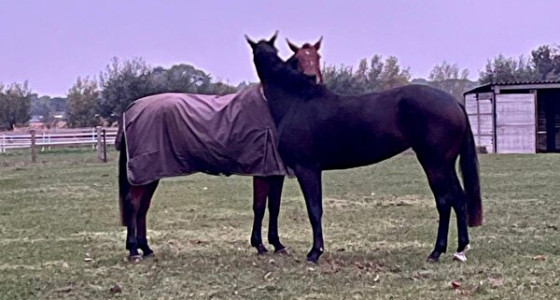 Fontaine Finest x Samarant