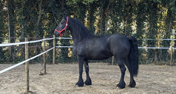 [INFO] Alle vragen over dekens - Deel 5.