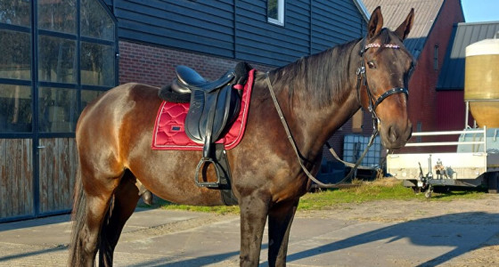 PS of Sweden & Equestrian Stockholm deel 4!!