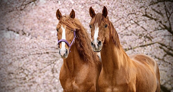 Iberische paarden in de schijnwerpers #2