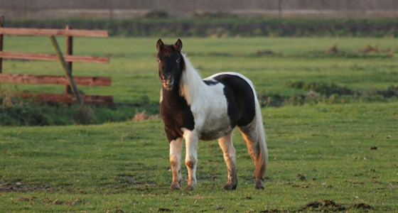 Kletstopic 2024 veulens