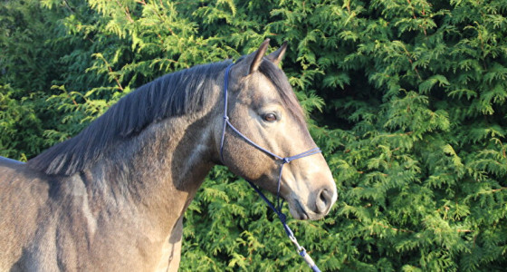 [WN][HK]Westernruiters nieuw en oudgediend, hebben een deel 3 verdiend