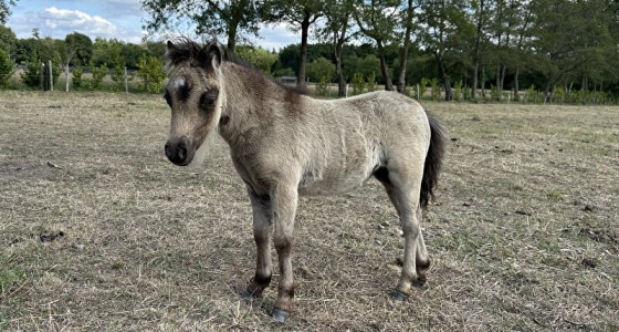 JL minipaarden verwacht maar liefst 20 veulens in 2025 !!