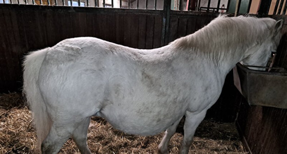 2 veulentjes in 2026! Pepper en Eleri samen drachtig!