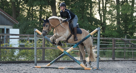 Plezier staat voorop met haflinger Sterlyn