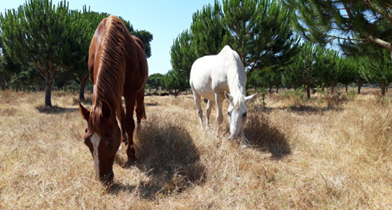 [FOTO]Lusitano en Dom Dinis zadel