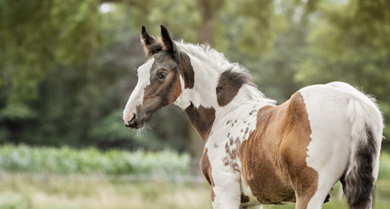 Knappe Volt in the picture!