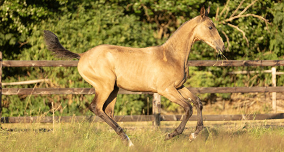 Akhal Teke Gunyar RN 4 maanden