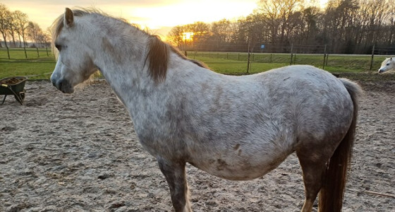 3 welsh A veulens verwacht voor 2026