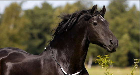 Friese hengst Wessel , ruim 21 jaar oud alweer