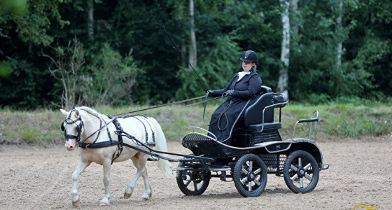 [FOTO] Eerste wedstrijd met Yellow de Cremello