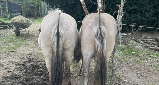 Fiebe en haar twee nieuwe vriendjes