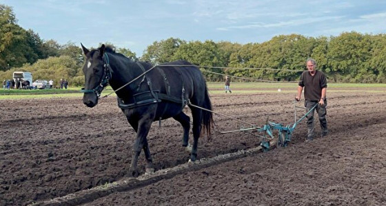 Dag van het Ploegpaard Orvelte