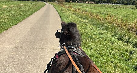 Allround fotos van mijn mini kudde