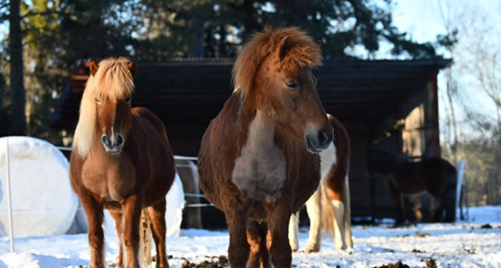 [VOLG] 5 wondertjes verwacht in 2026 - IJslanders, Quarter en champies