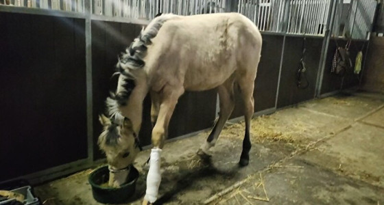 Bijou Bambi van 0 naar 100!