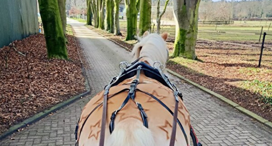 EJL- ITP Aron de ADHaflinger