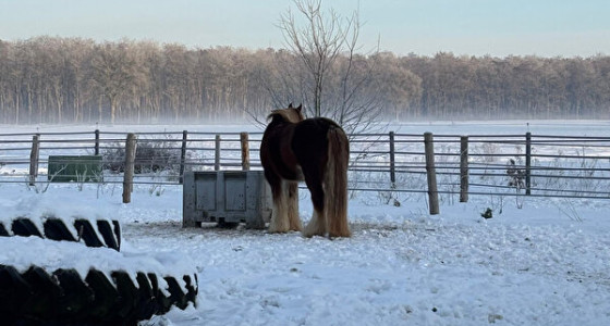 Januari vol sneeuwritjes