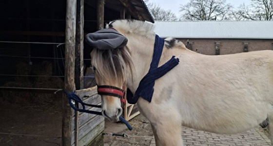 Mijn nieuwe fjordenruin
