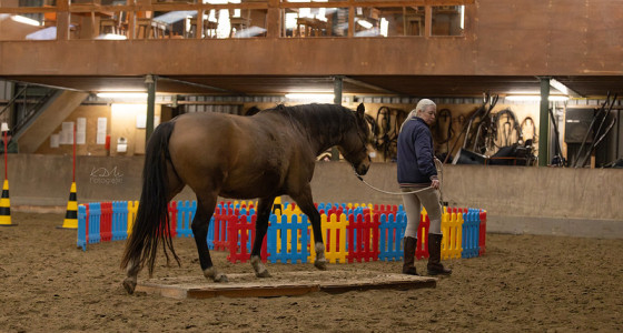 Clinic Working Equitation aan de hand met Luna