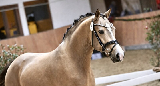 Van knap klein veulentje naar Duitse goedgekeurde kampioens hengst!!!