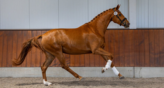 [VOLG] Hoeve Noordenwind topic '26: 4 dressuurgefokte veulens verwacht