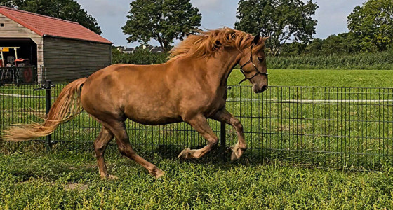 Wat zouden de kleurgenen achter mijn merrie zijn?