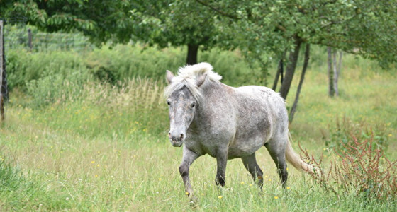 Welke kleur heeft deze pony?