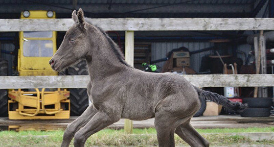 Welkom Roza Faline E!