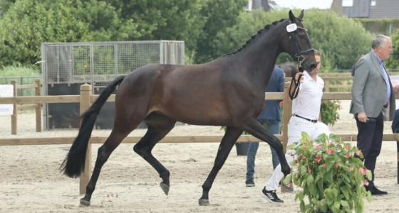 Dressuurhengst voor Pilexa: Killian x Sir Sinclair x Hemmingway