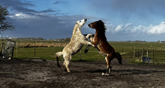 Natuurgeweld uit Zweden