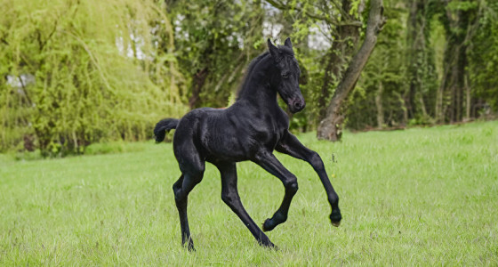 Mijn eerste zelfgefokte veulen is er: Isa-Sofie fan 't Heuvelland!