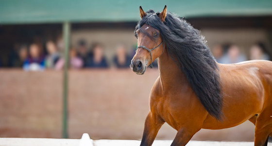 [FOTO] Paarden van de Zon, laatste editie